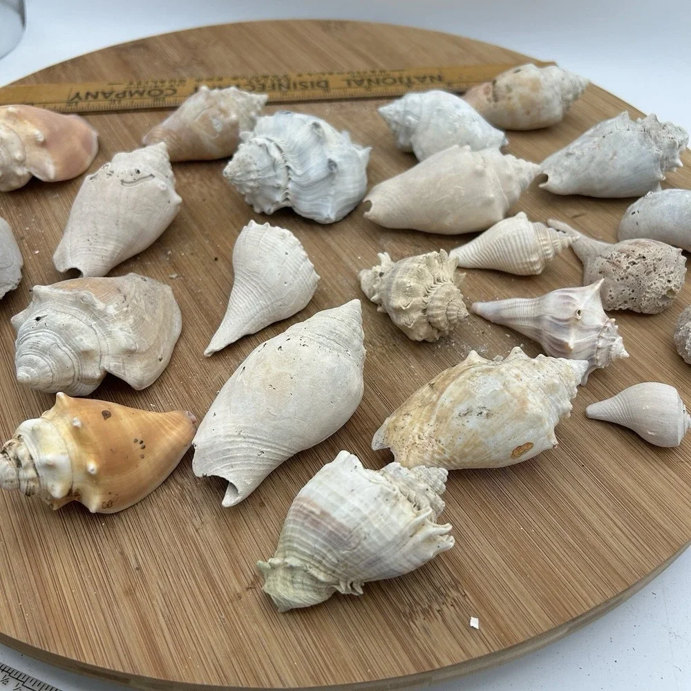 Variety SHELLS Whelt MULTIPLE COLORS SIZES‎ DECORATION AQUARIUM CRAFTS